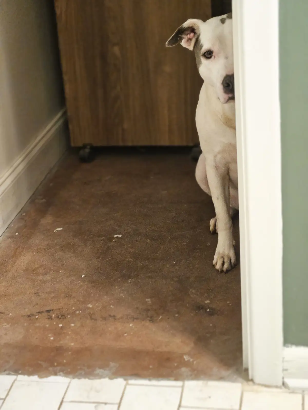 A light-colored dog with dark spots sits partially hidden behind a white doorframe, peeking out with a cautious expression…