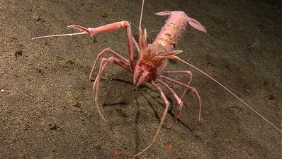 a pale pink, multi-legged deep-sea isopod with long antennae and spindly legs crawls across a dark ocean floor. overlaid…