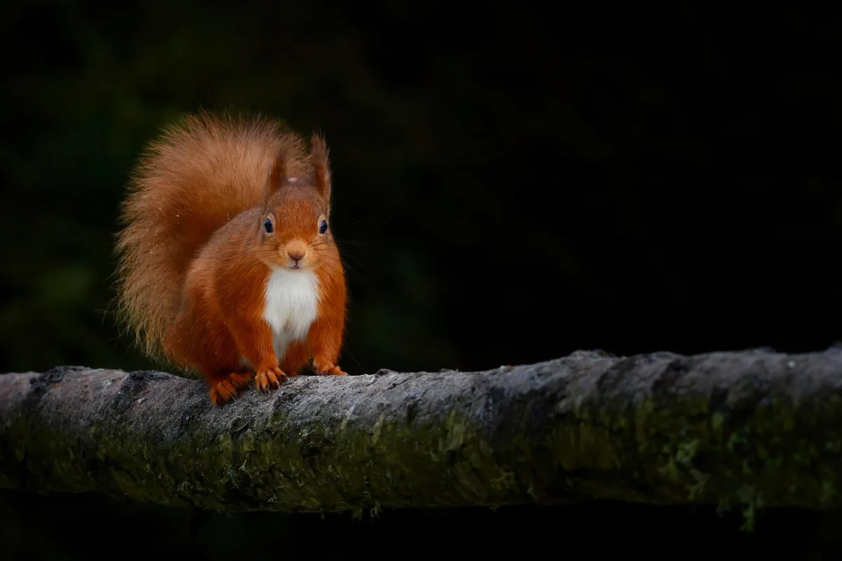 A red squirrel with a fluffy tail and white chest stands upright on a mossy tree branch against a dark background. The image…