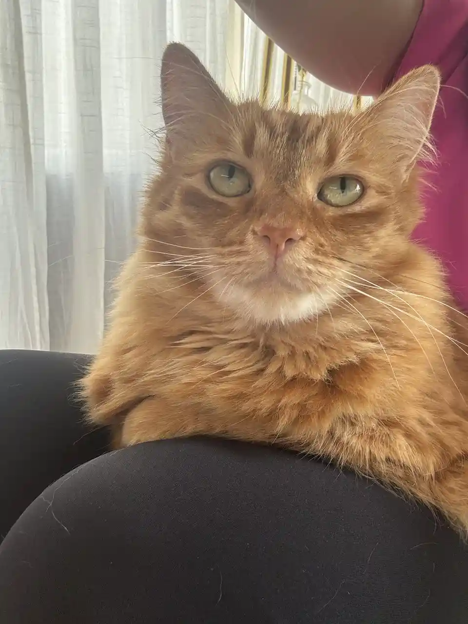 A fluffy orange tabby cat with green eyes sits calmly on a person's lap, looking directly at the camera with a neutral…