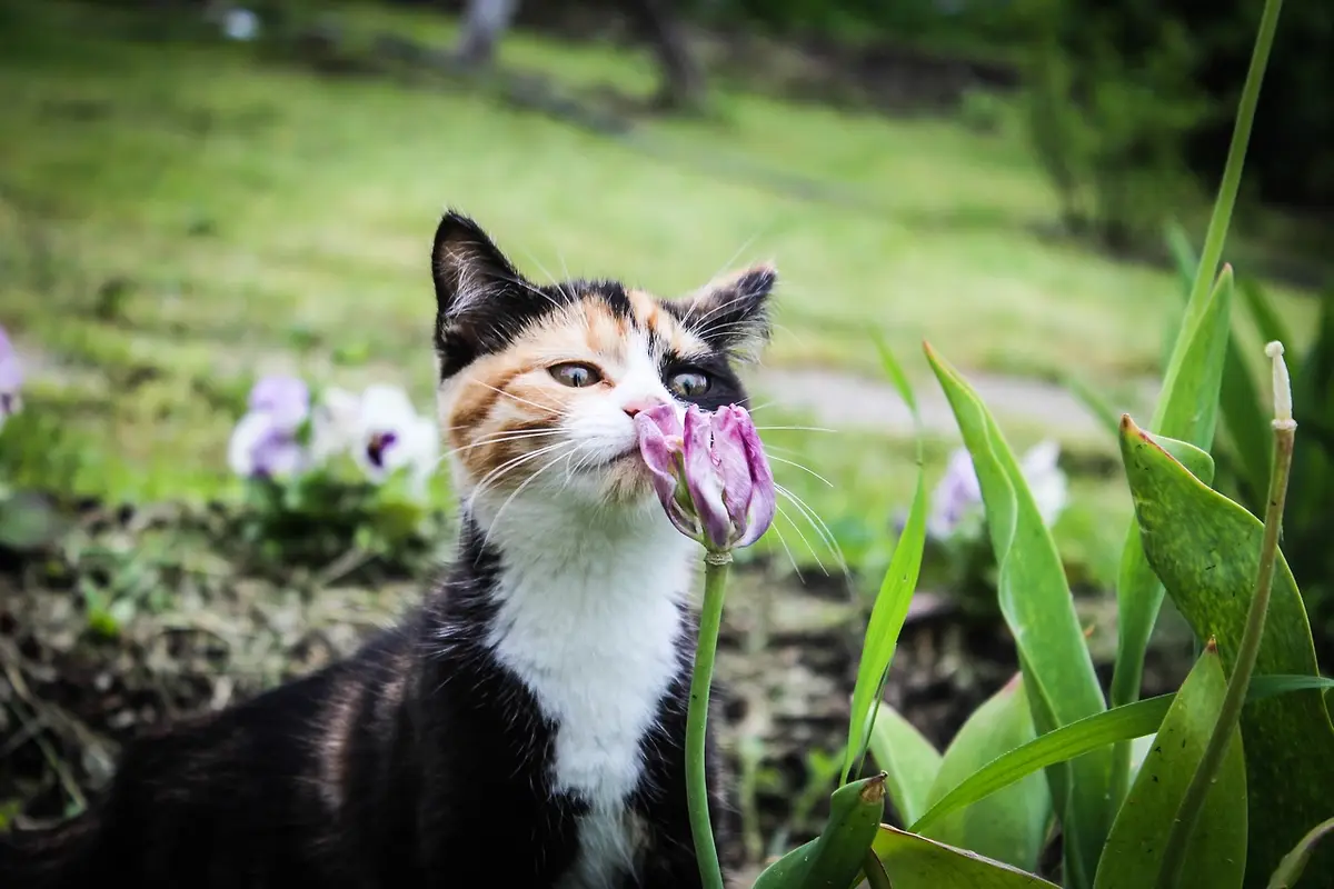 A calico cat with black, orange, and white fur is seen outdoors in a garden, gently sniffing a purple tulip. The cat's…