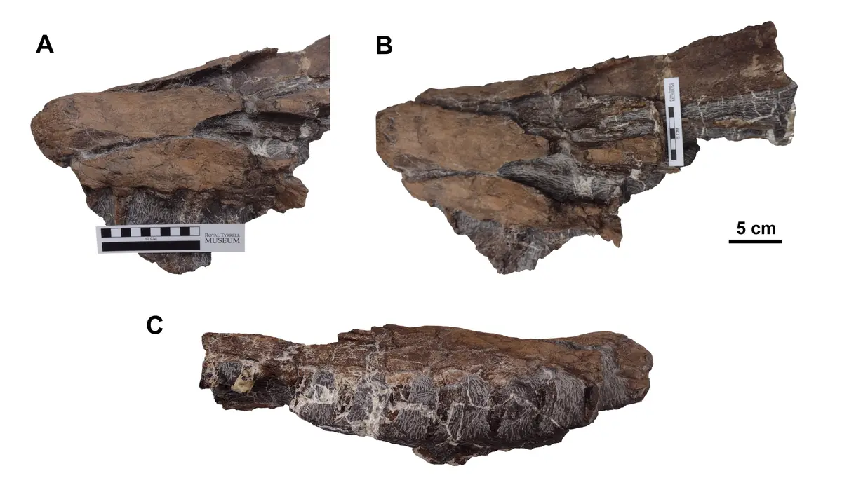 The image displays three labeled views (A, B, C) of a fossilized dinosaur bone fragment against a white background, with…
