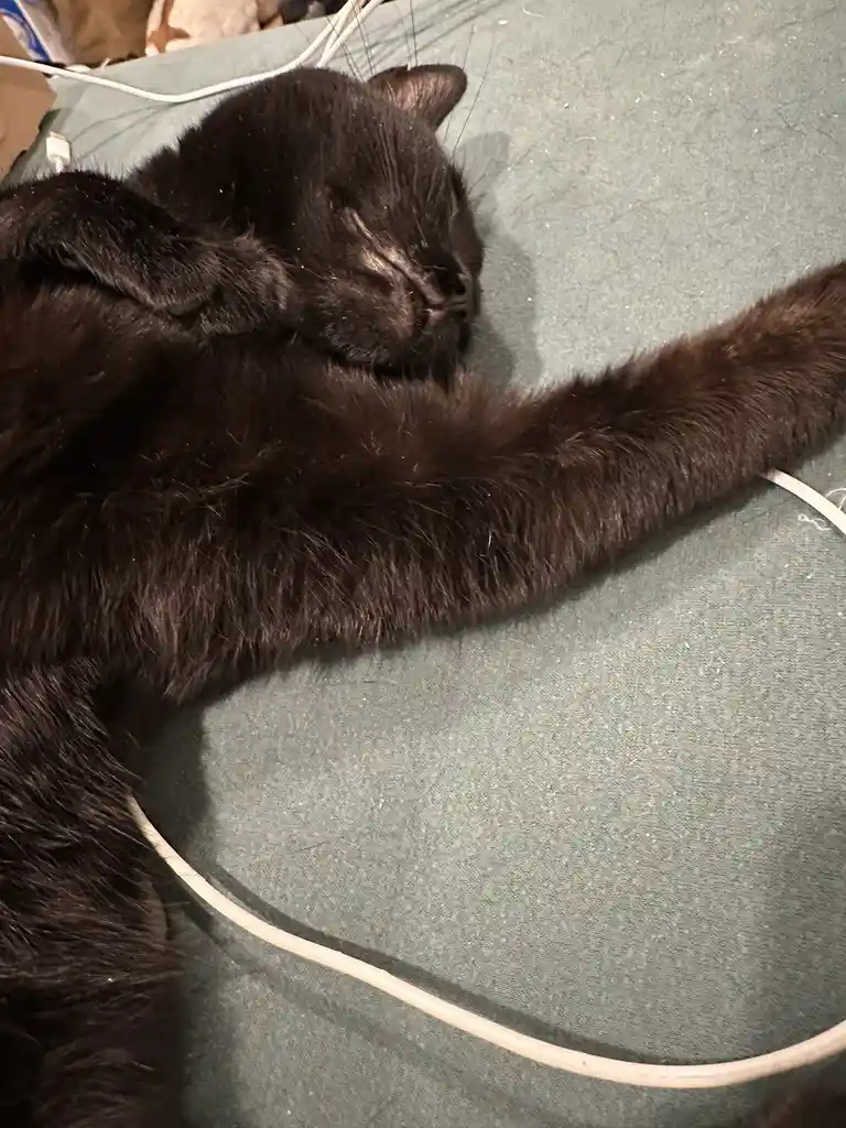 A black cat is sleeping soundly on a green fabric surface, one paw stretched out and the other near its face, with a white…