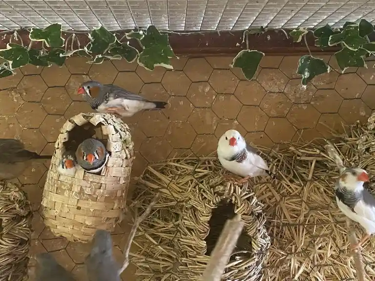 Several zebra finches are in a wire-mesh enclosure with hexagonal tiled walls and artificial ivy. One bird perches atop a…