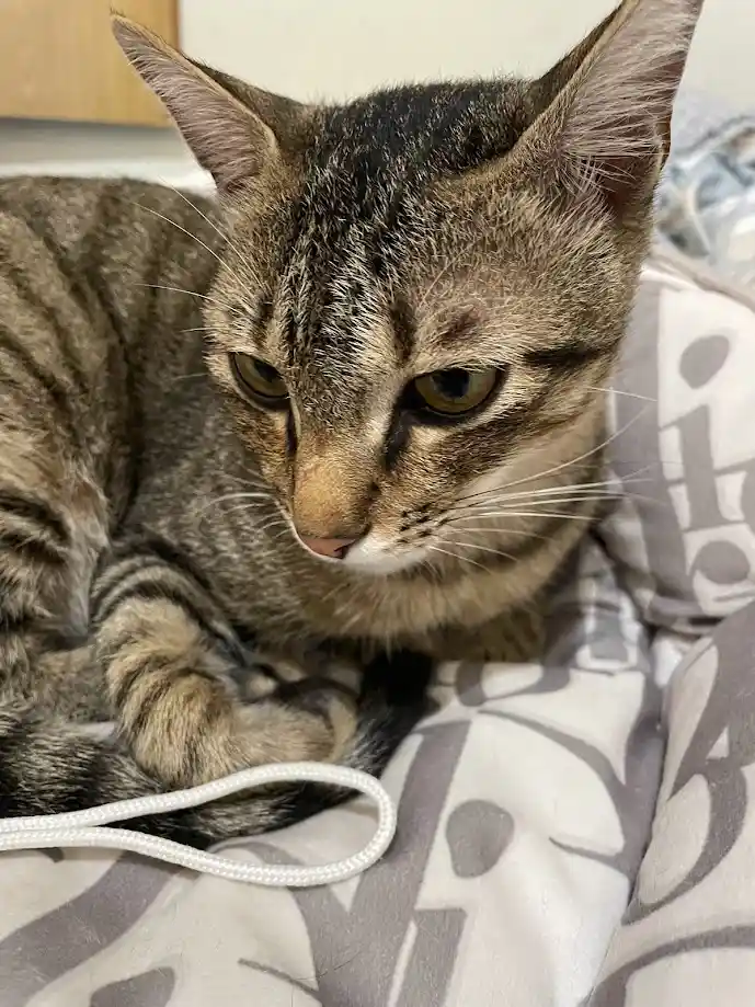 The Feline Chronicles