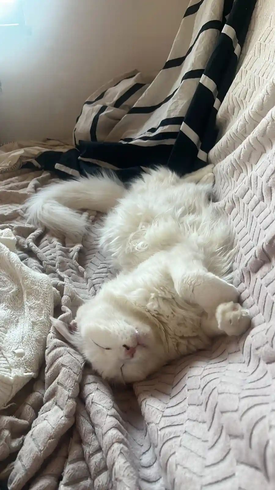 A fluffy white cat is lying on its back on a textured beige blanket, paws up, eyes closed, appearing deeply asleep. Behind…