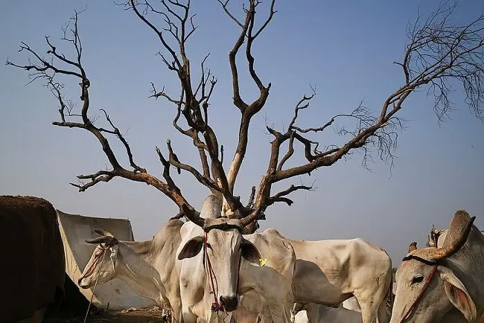A photograph of several white oxen standing under a bare, gnarled tree with twisted branches that resemble antlers. The…