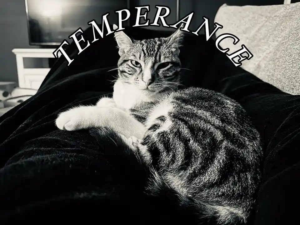 A black and white photo of a tabby cat with a white chest curled up on a dark blanket, looking directly at the camera with a…