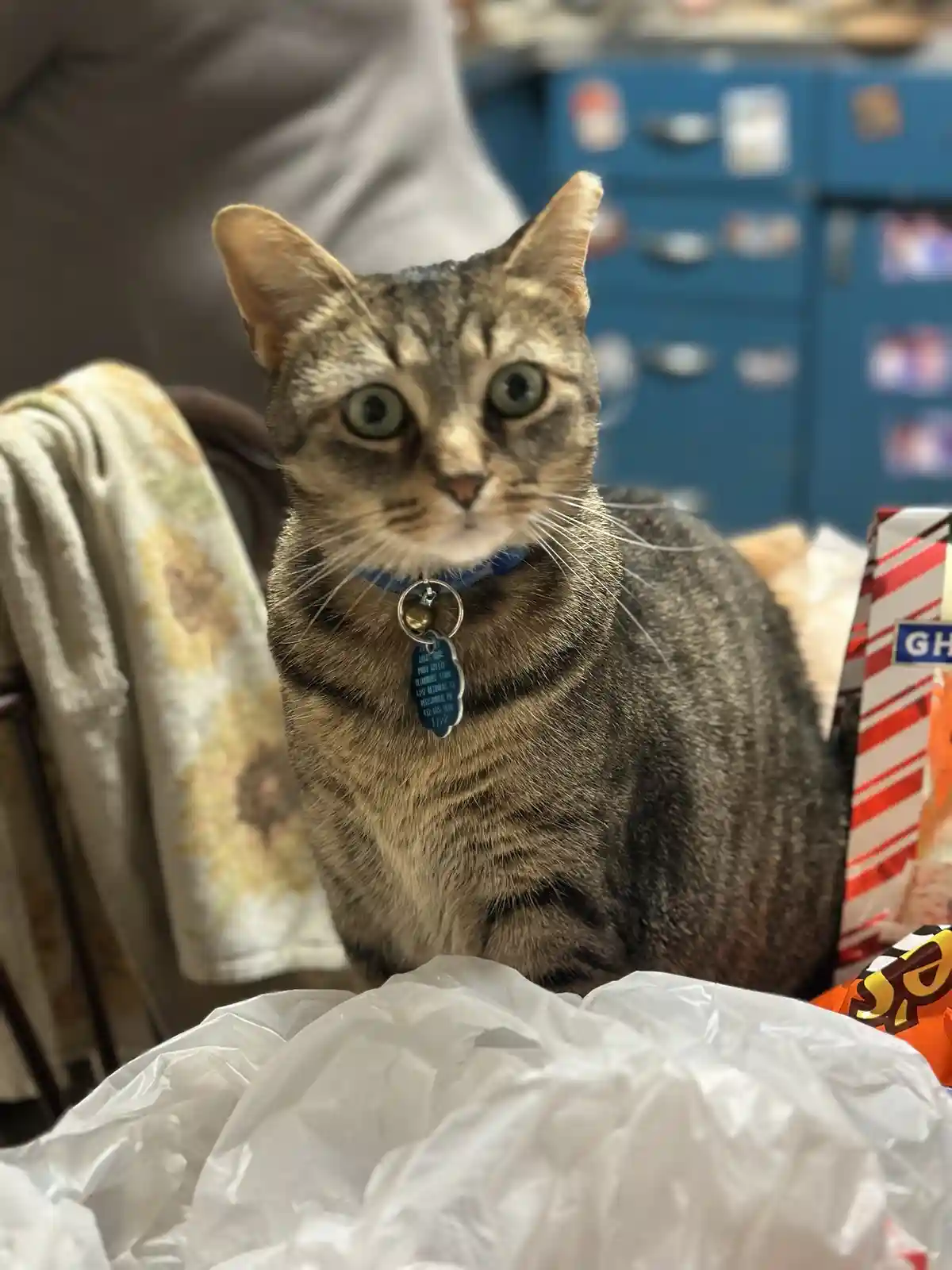 A tabby cat with wide, startled green eyes stares directly at the camera, wearing a blue collar with a tag. It sits behind a…