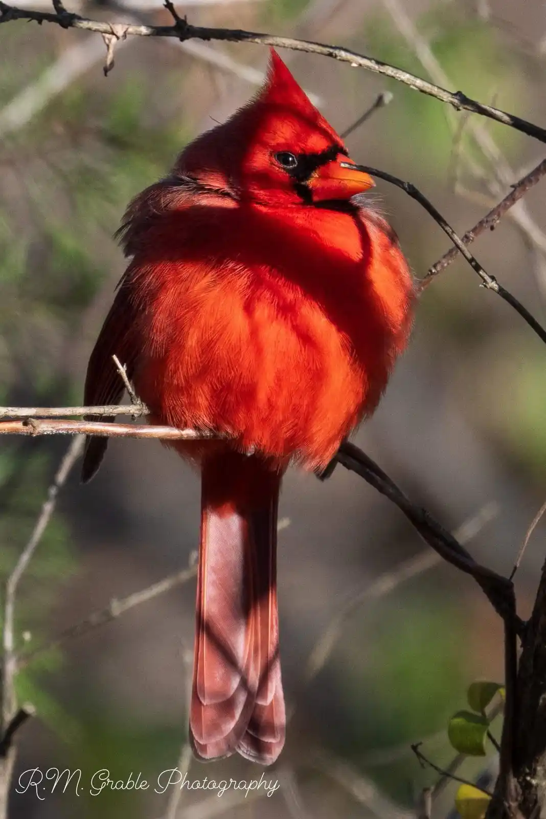 A bright red male cardinal perched on a thin branch, looking puffed up and slightly hunched, with a small twig in its beak…