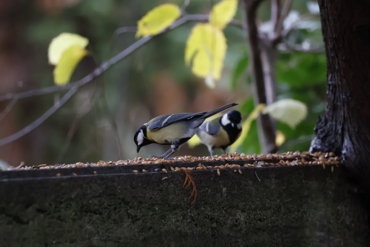 A Pair of Great Tits Just for JOEthatOneguy