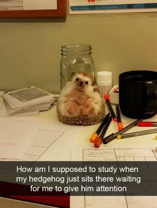 A small hedgehog sits upright on a cluttered desk surrounded by papers, pens, a black mug, and a glass jar. The hedgehog…