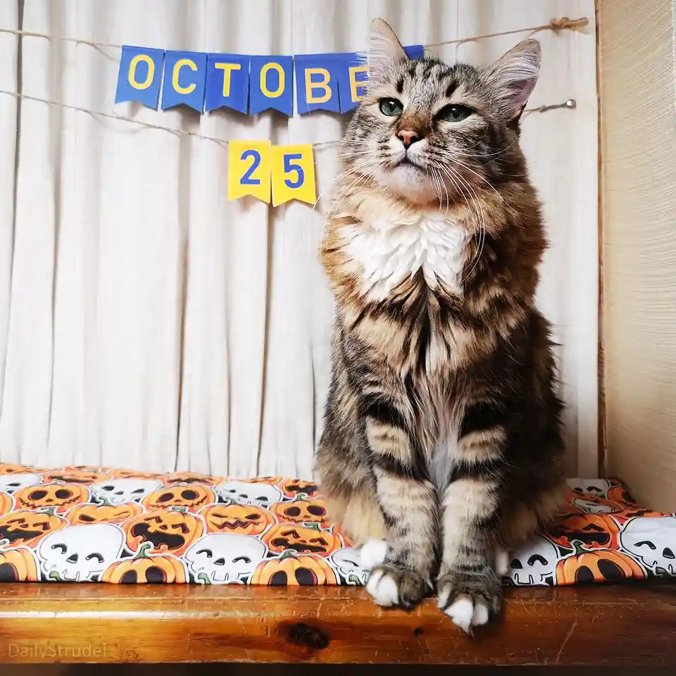 A fluffy tabby cat with green eyes sits upright on a Halloween-themed cushion featuring pumpkins and skulls, looking upward…