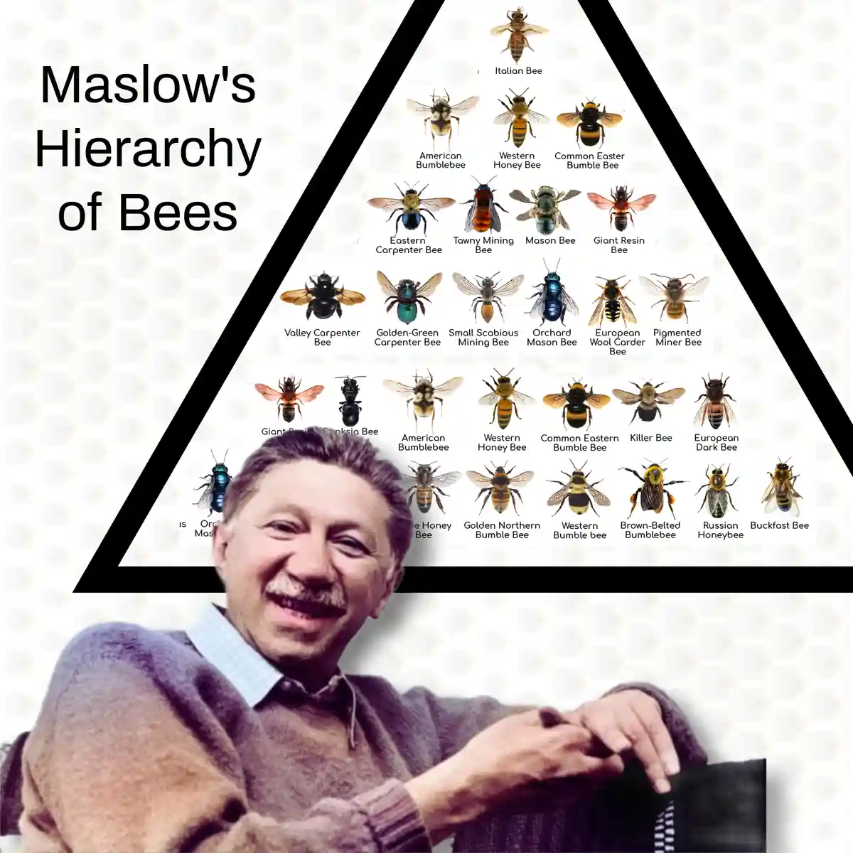 Exploring Maslow's Hierarchy Through the Lens of Bees