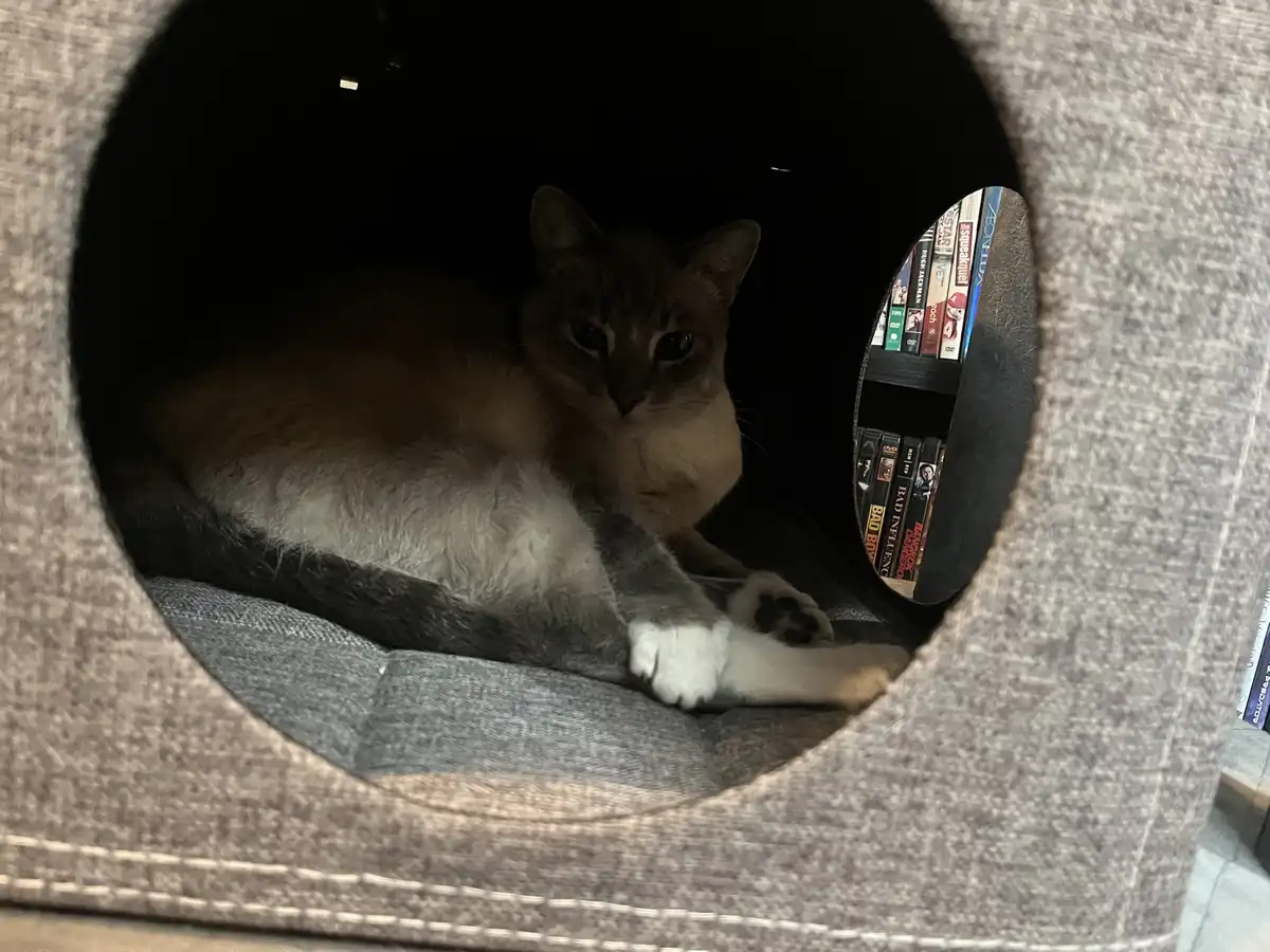 A cat with light brown and white fur is curled up inside a dark, round opening of a gray fabric cat house, looking directly…