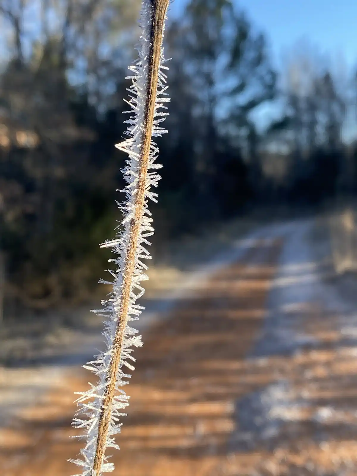 A close-up photo shows a thin, brown plant stem covered in intricate, crystalline frost formations resembling tiny ice…