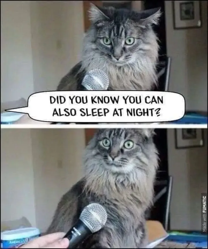 A long-haired gray tabby cat with bright green eyes sits upright, holding a microphone in its mouth. In the top panel, a…