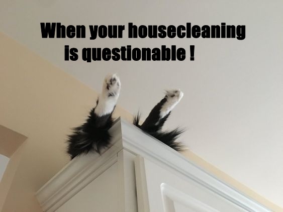 A black and white cat is perched on top of a white cabinet, its fluffy tail and paws dangling down, looking like it's about…