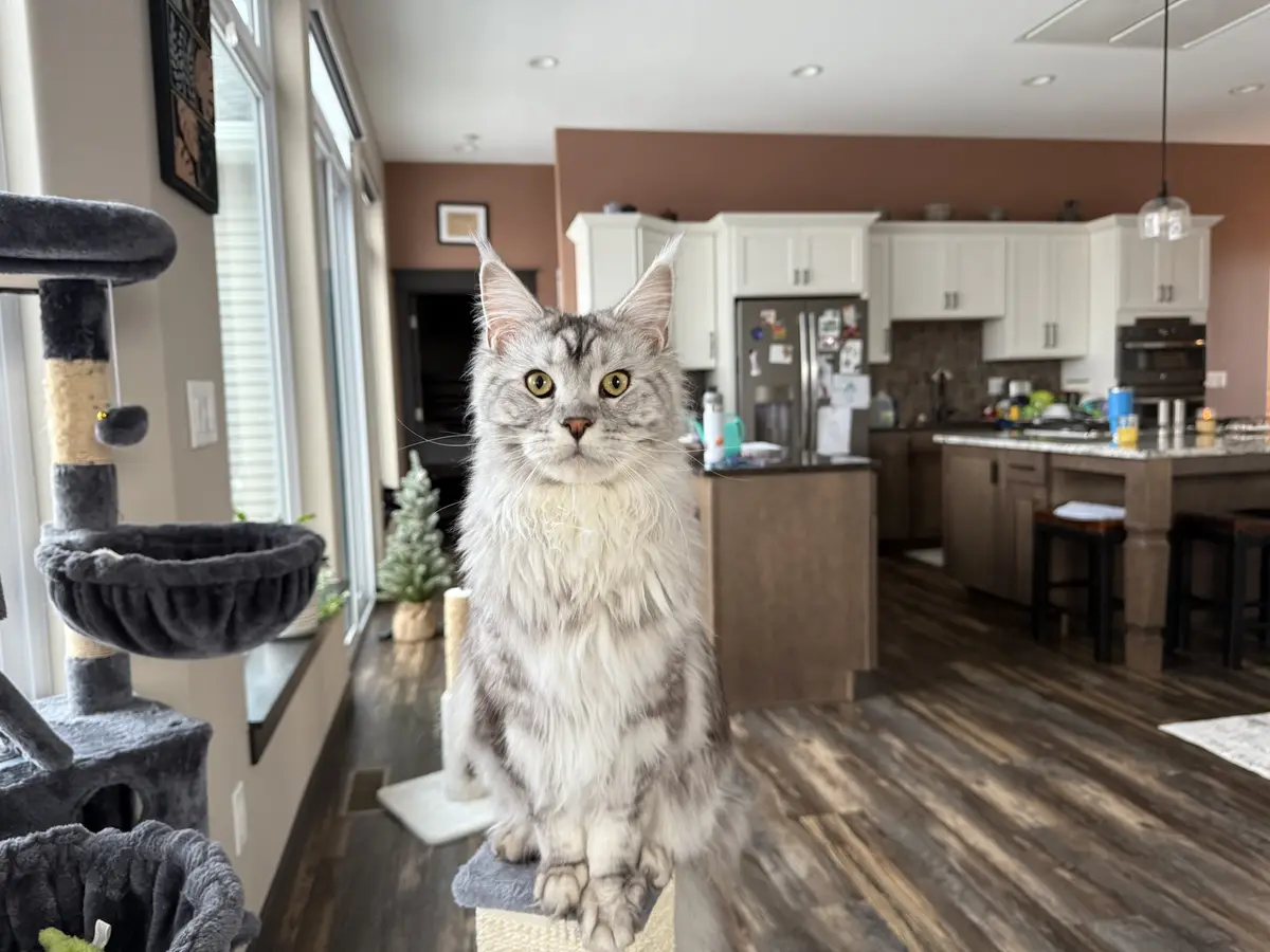 A long-haired silver tabby cat with wide, alert yellow eyes sits upright on a cat tree in a modern home, looking directly at…