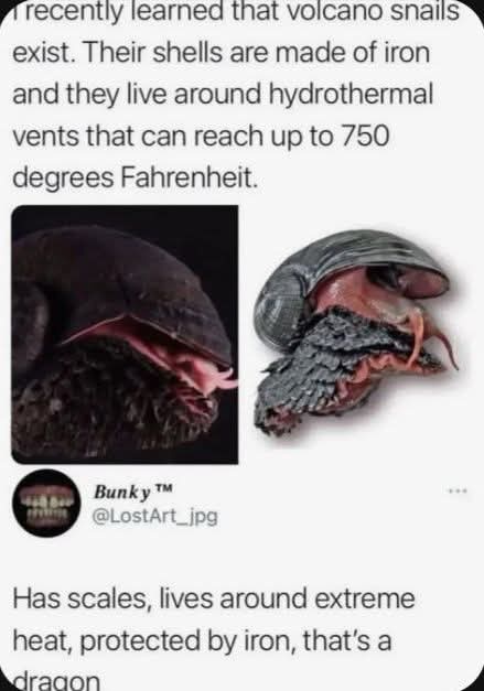 The image displays two photos of a volcano snail, one showing its dark, textured shell and the other revealing its pinkish…