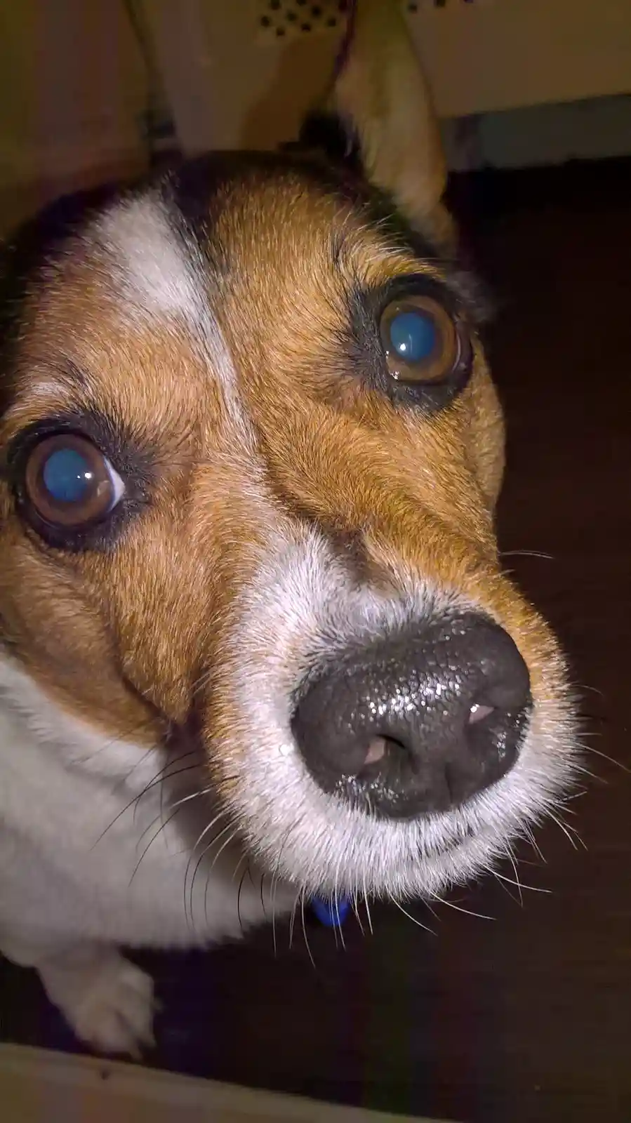 A close-up photo of a brown and white dog with large, expressive eyes looking directly at the camera, its nose wet and…