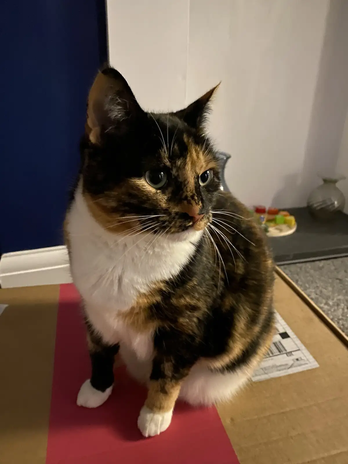 A calico cat with black, orange, and white fur sits upright on a red yoga mat placed on a cardboard box, looking slightly to…