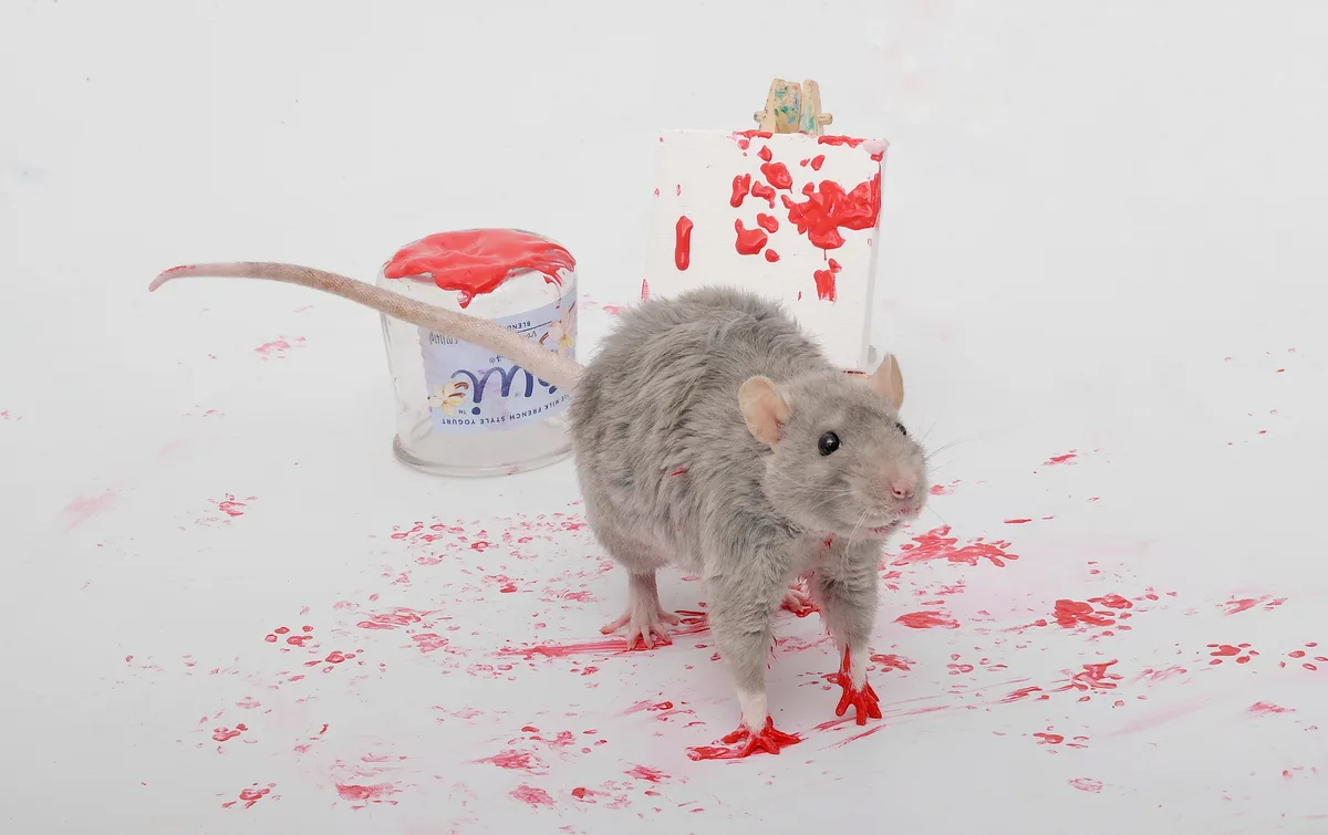 A gray rat stands amidst a mess of red paint splatters on a white surface, its paws and tail coated in paint. Behind it is a…