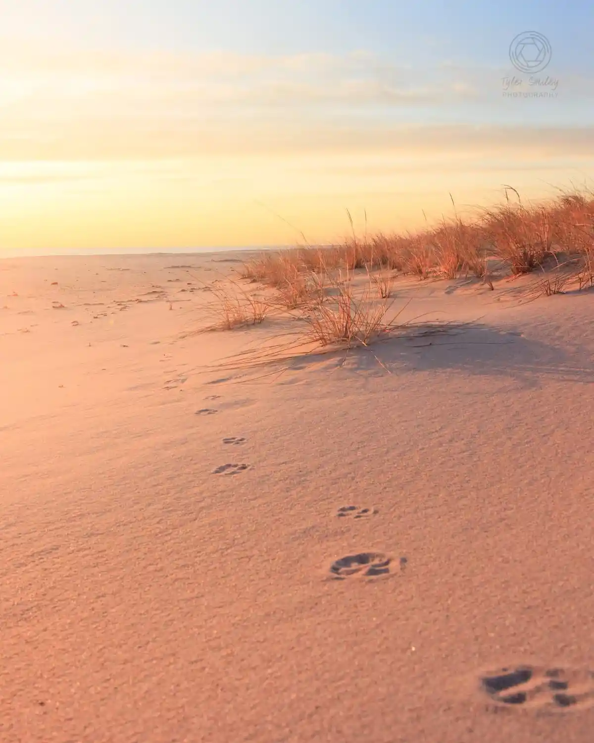 A serene beach scene at sunset with soft pink and orange lighting, showing a trail of distinct paw prints leading toward the…