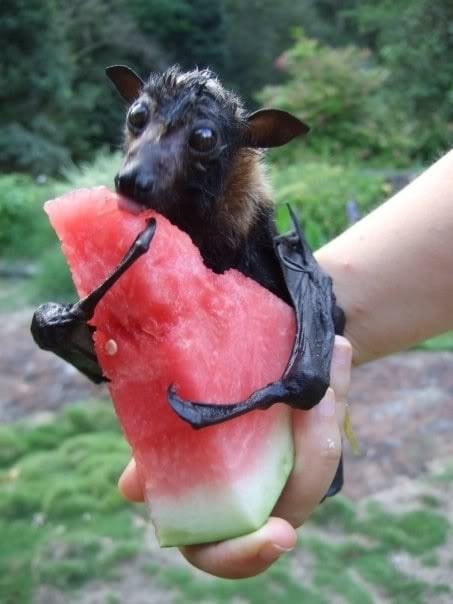 A small, dark-furred bat with large eyes is perched on a human hand holding a large slice of watermelon. The bat is actively…