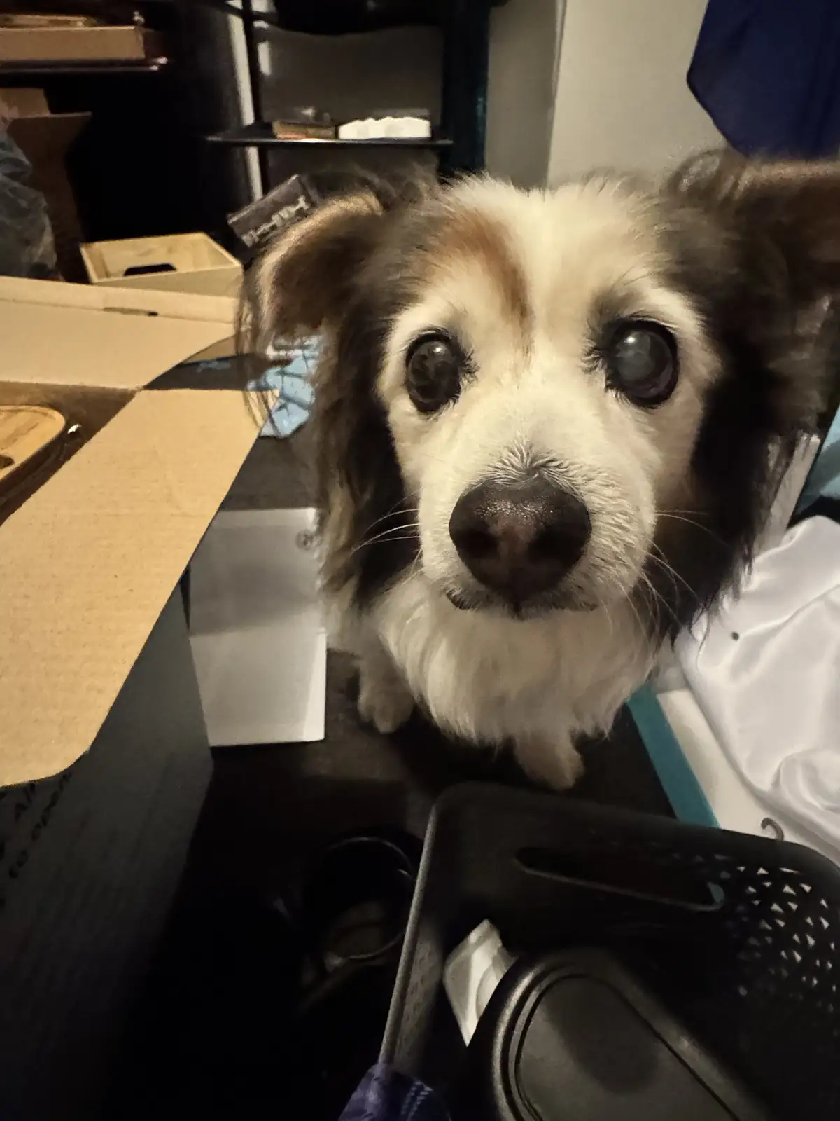 A close-up photo of a small, fluffy dog with large, expressive eyes looking directly at the camera, surrounded by cardboard…
