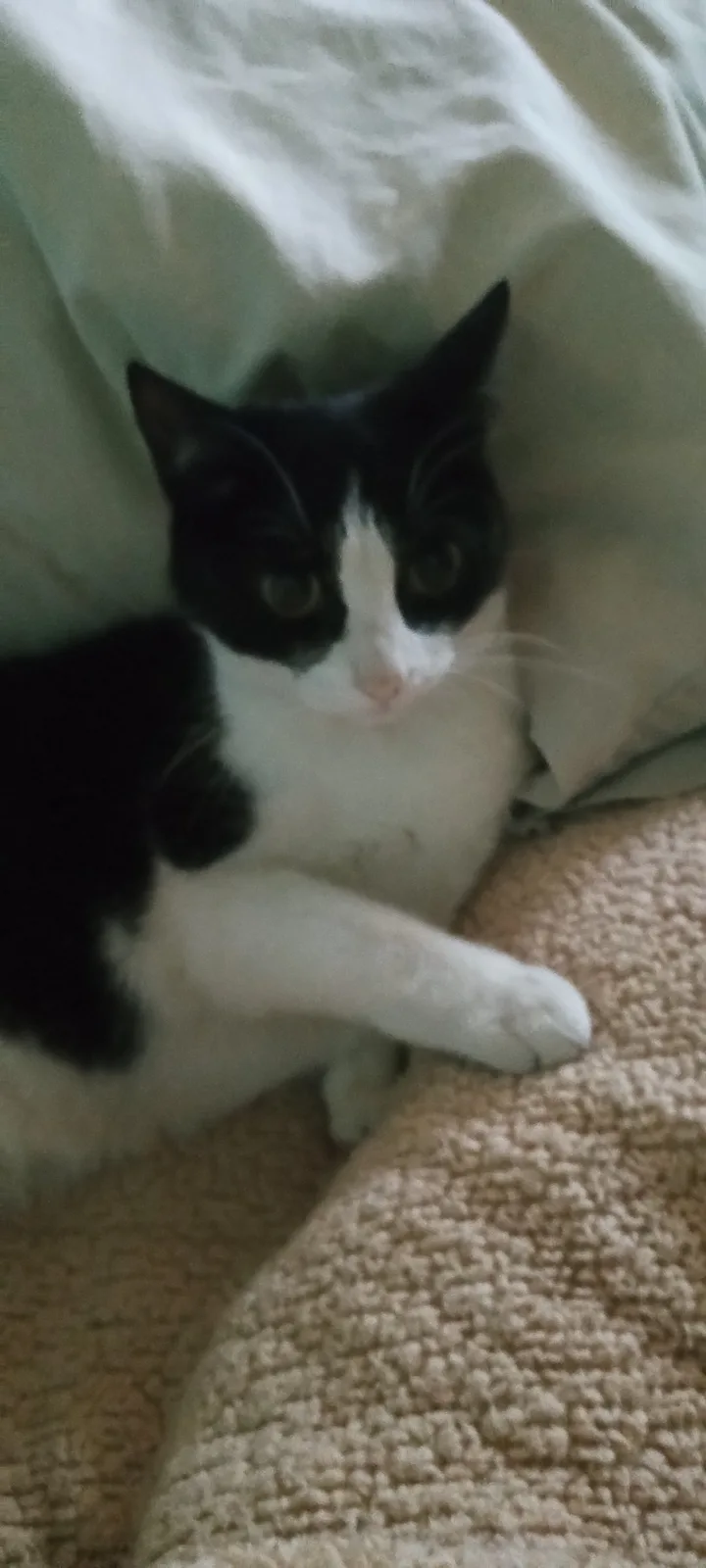 A black and white cat with a white chest and face, partially covered by a light-colored blanket, stares directly at the…