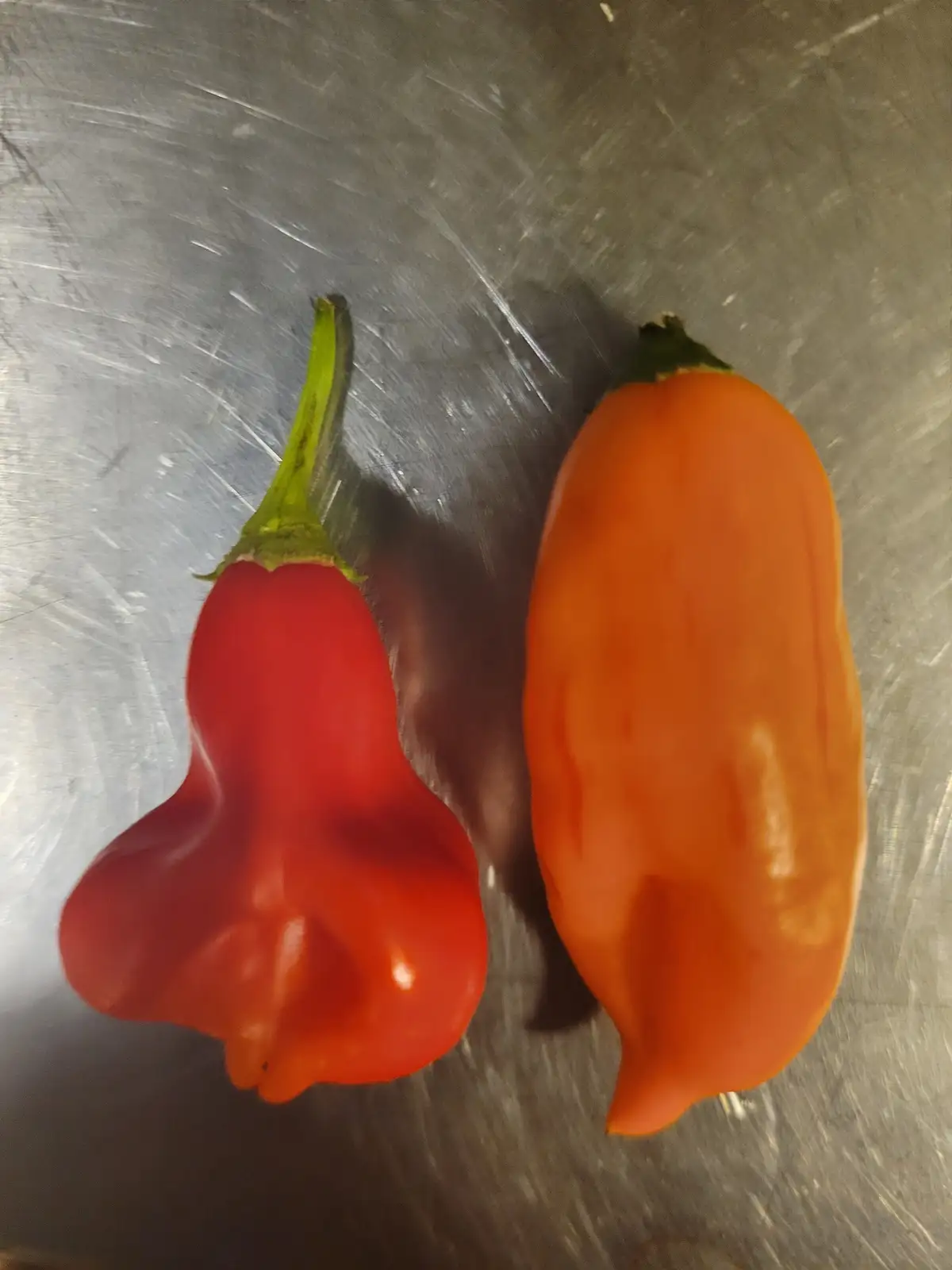 Two peppers, one red and one orange, sit side by side on a scratched metal surface. The red pepper on the left has a…