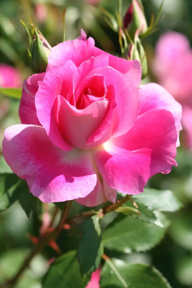 A close-up photograph of a vibrant pink rose in full bloom, with dewdrops visible on its petals and green leaves and thorny…