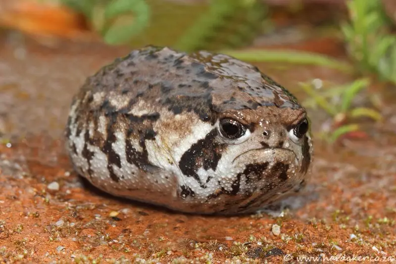 A close-up photo of a round, brown and black-spotted toad with a visibly sad, downturned mouth and large, droopy eyes…