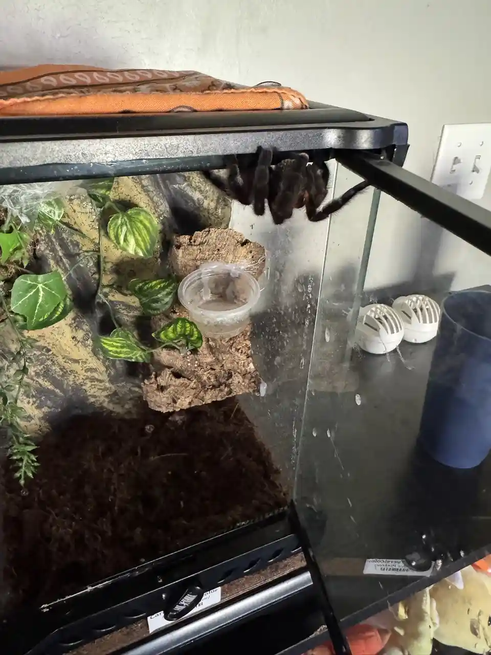 A large, dark-colored tarantula is seen hanging upside down from the top rim of a glass terrarium, with its legs draped over…
