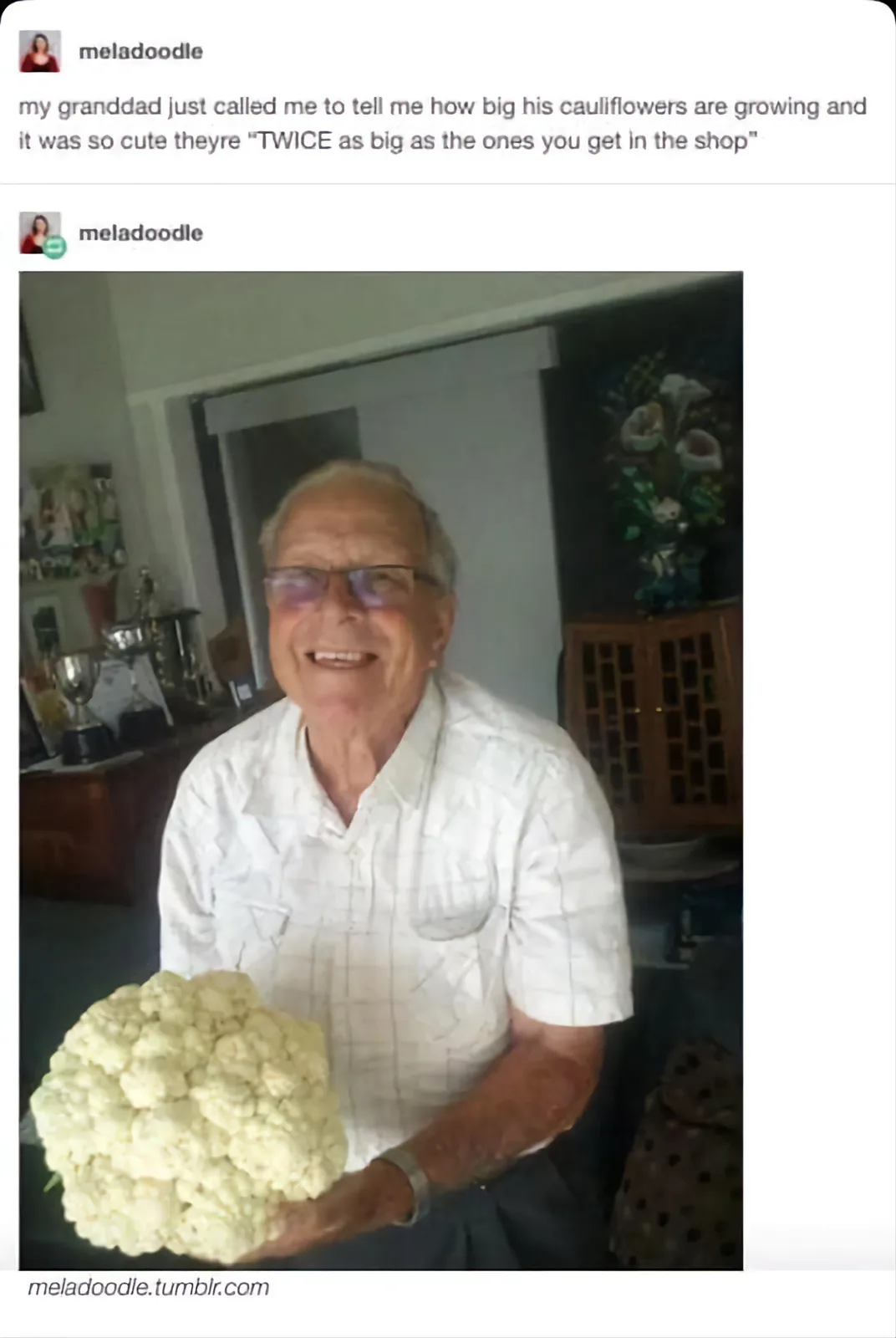 An elderly man with glasses, wearing a white checkered shirt, smiles while holding a very large cauliflower. The background…
