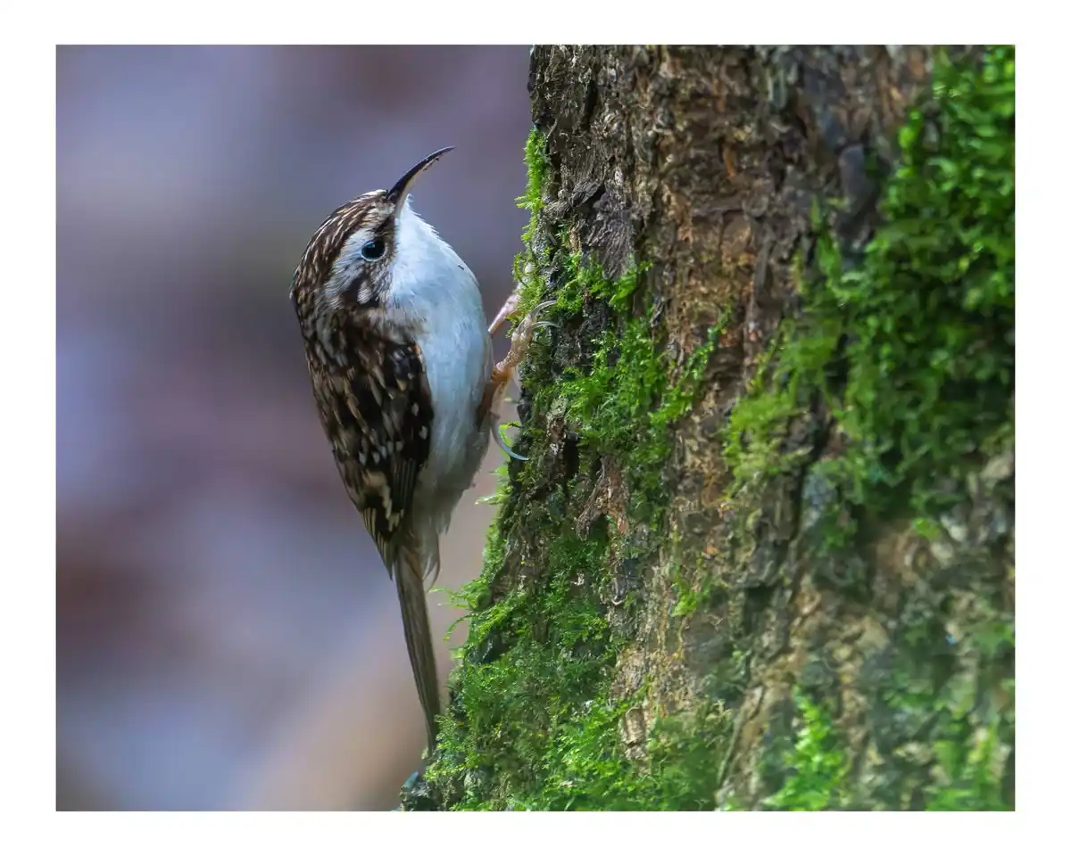 A small brown and white bird with a curved beak is clinging vertically to a moss-covered tree trunk, its head tilted upward…