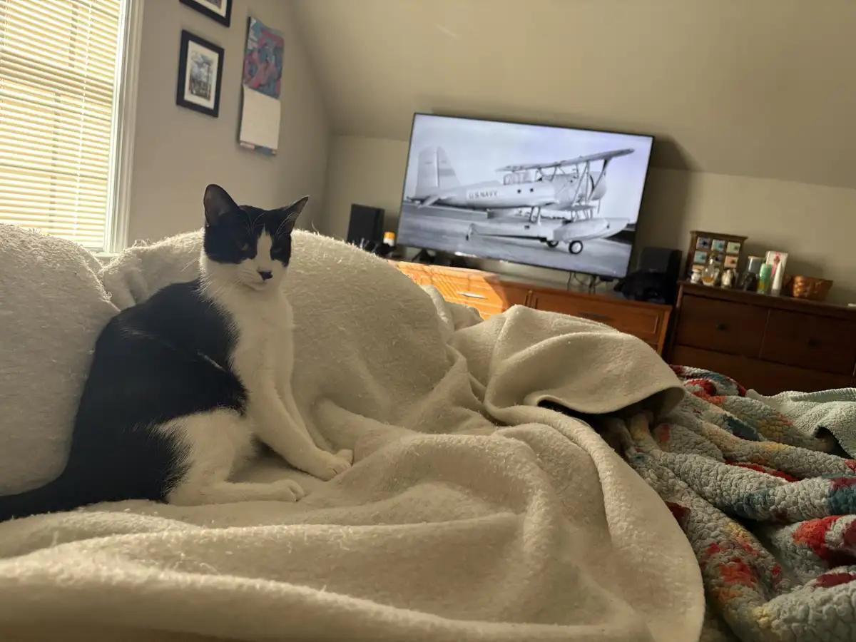 A black and white cat sits regally on a fluffy white blanket on a bed, looking directly at the camera with a stern…