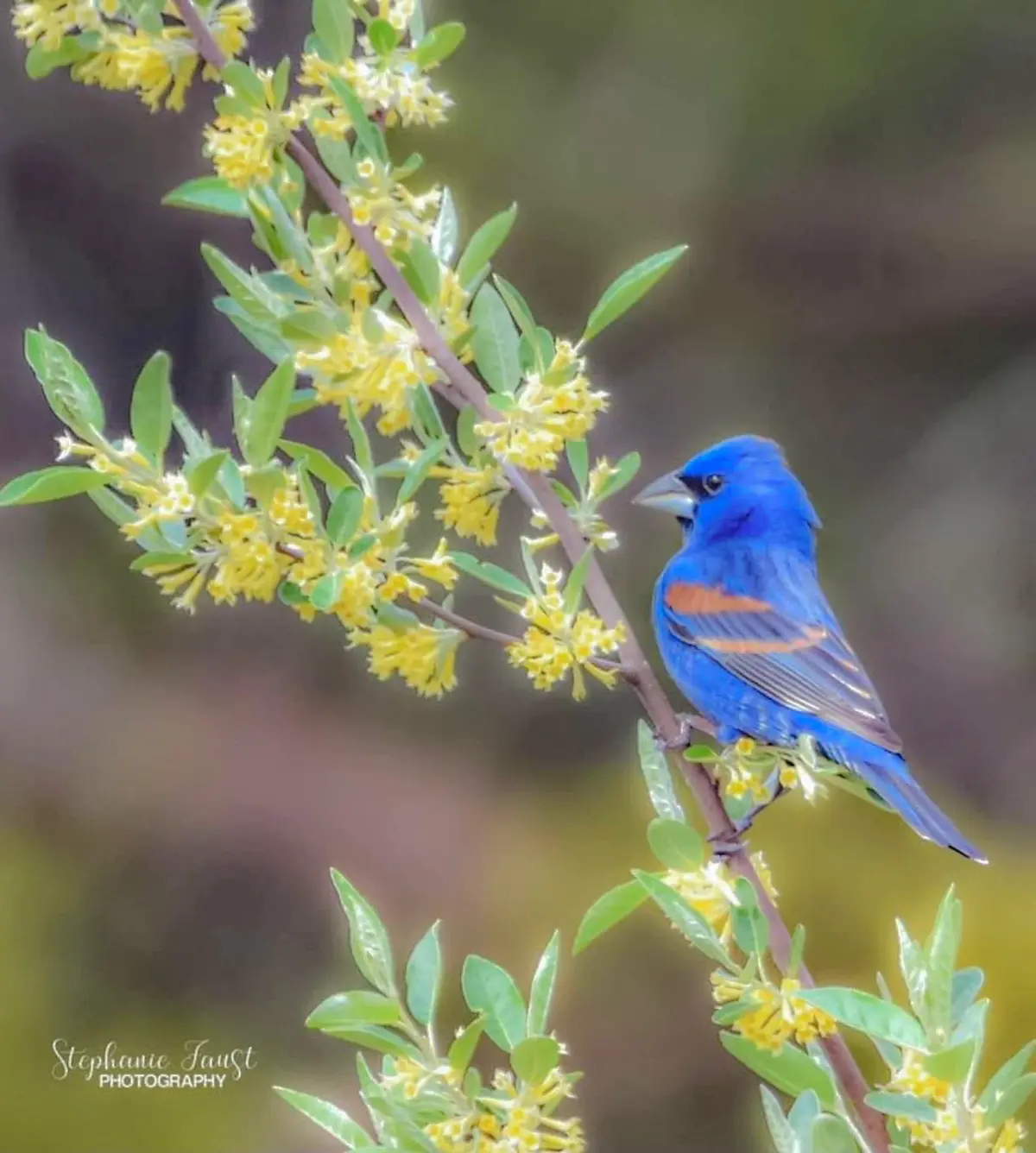 A vibrant blue bird with orange wing markings perches on a branch adorned with small yellow flowers and green leaves. The…