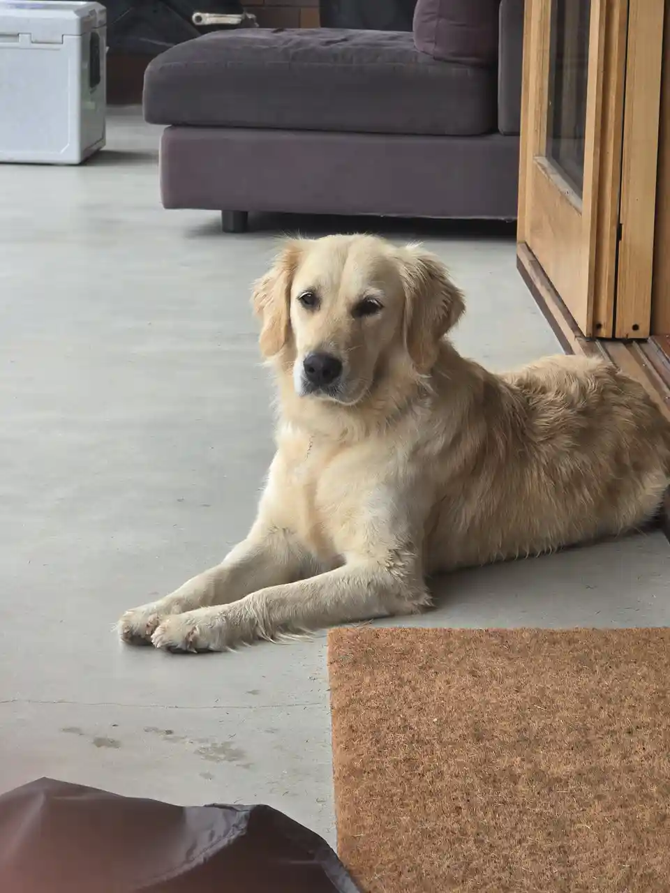A golden retriever lies on a concrete floor near a door, looking directly at the camera with a relaxed, slightly sleepy…