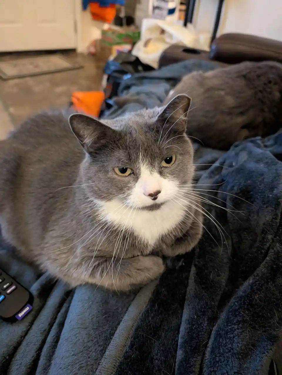 A gray and white cat with a stern, unimpressed expression sits on a dark gray blanket, looking directly at the camera. A…