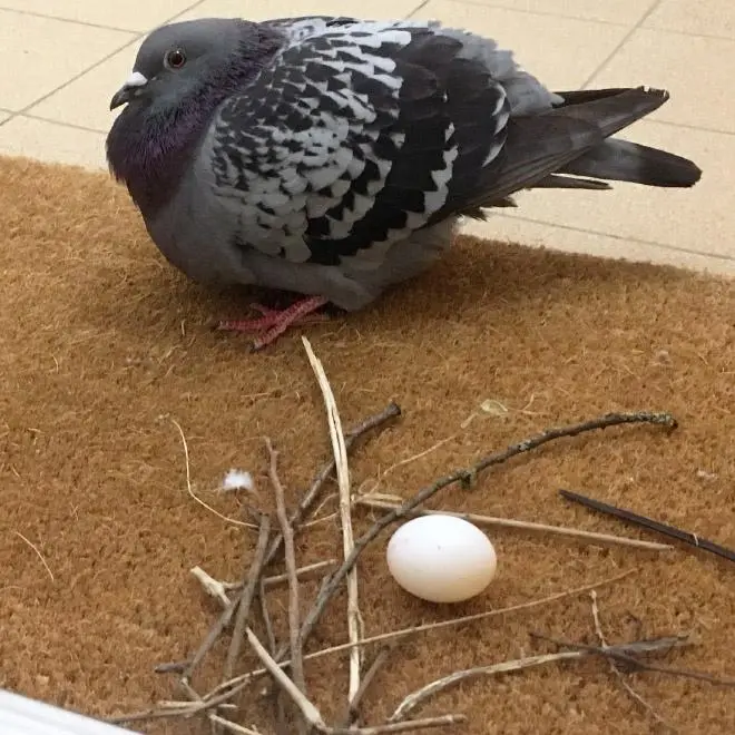 A gray pigeon with iridescent purple neck feathers stands on a brown doormat next to a small nest made of twigs and a single…