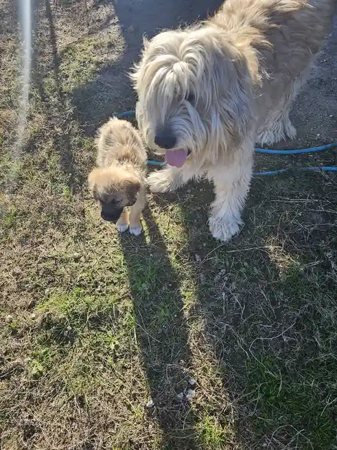 An adult shaggy dog with its tongue out stands beside a small puppy on grass, both looking down. The adult dog appears to be…
