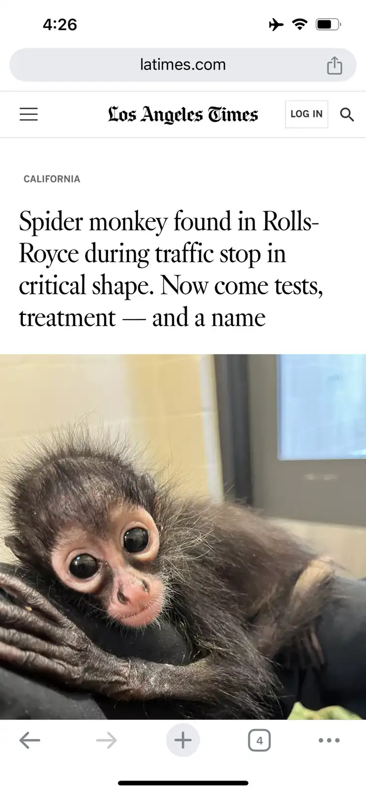 A screenshot of a Los Angeles Times article headline about a spider monkey found in a Rolls-Royce during a traffic stop, now…