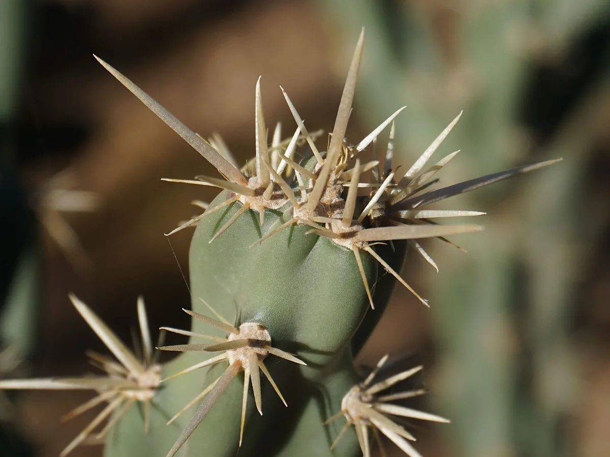 A close-up photograph of a green cactus with numerous sharp, light-brown spines radiating from its segments. The central…