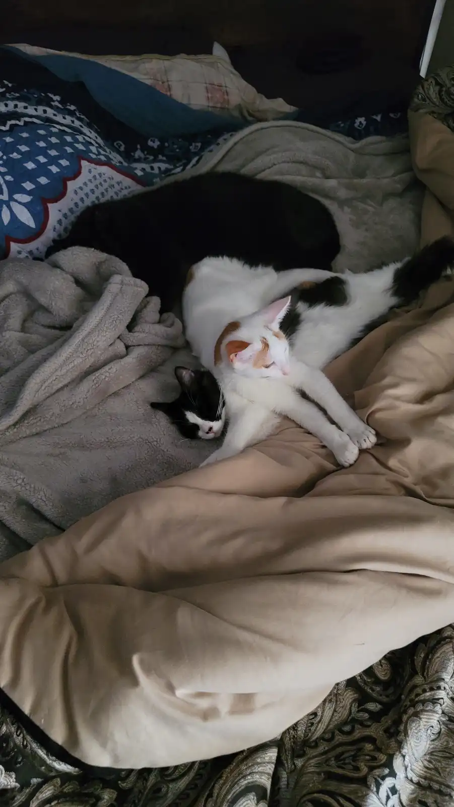 Three cats are sleeping cozily on a rumpled bed with blankets and pillows. A black cat lies curled up, a white cat with…