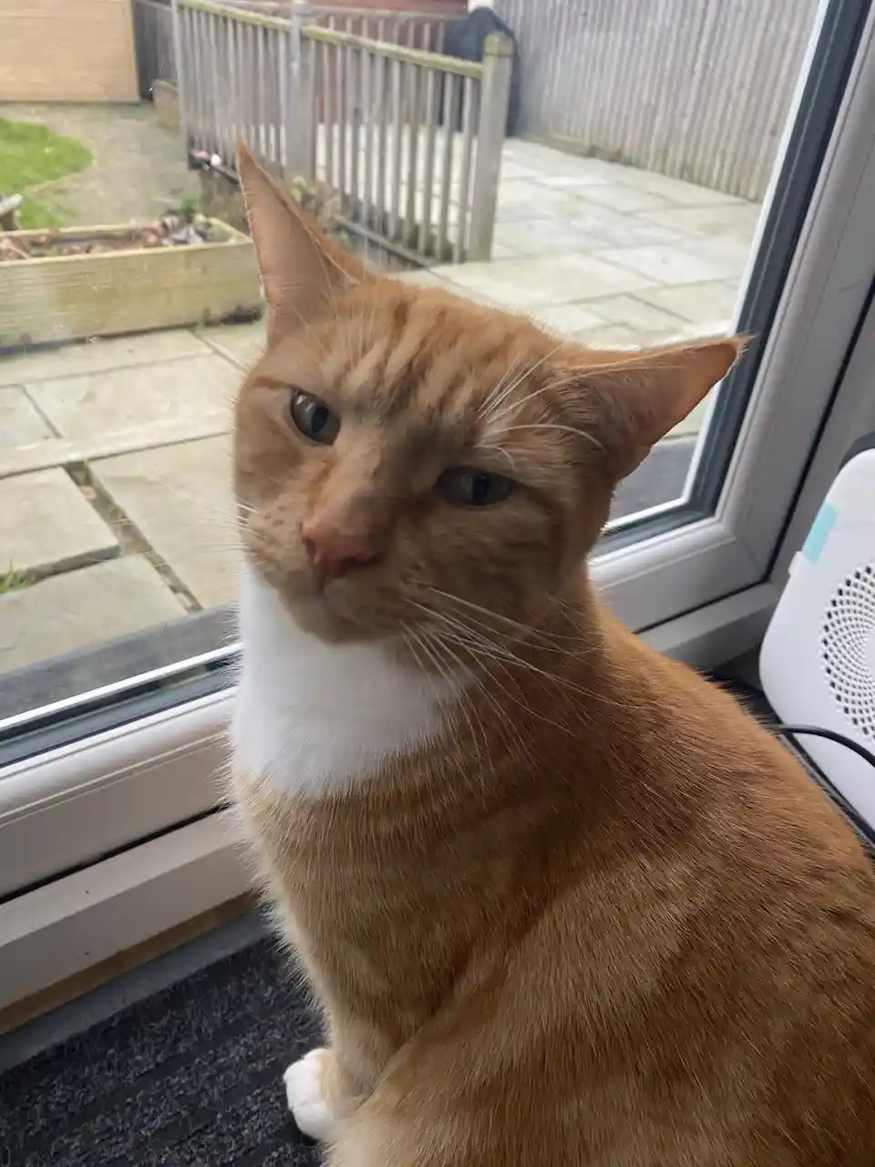 An orange tabby cat with a white chest sits indoors near a window, looking directly at the camera with a stern, unimpressed…