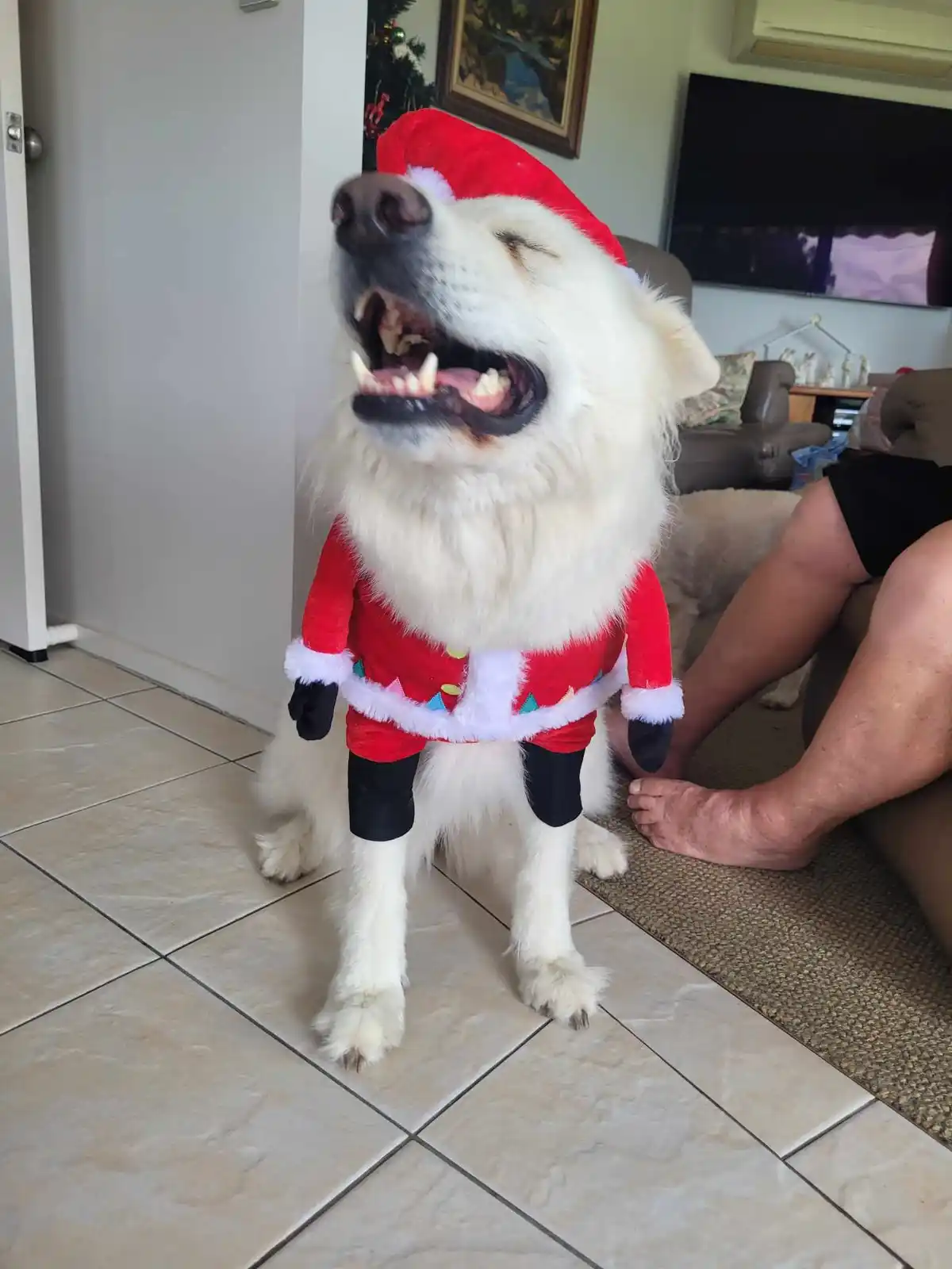 Why Dog Selfies Are the Real MVPs