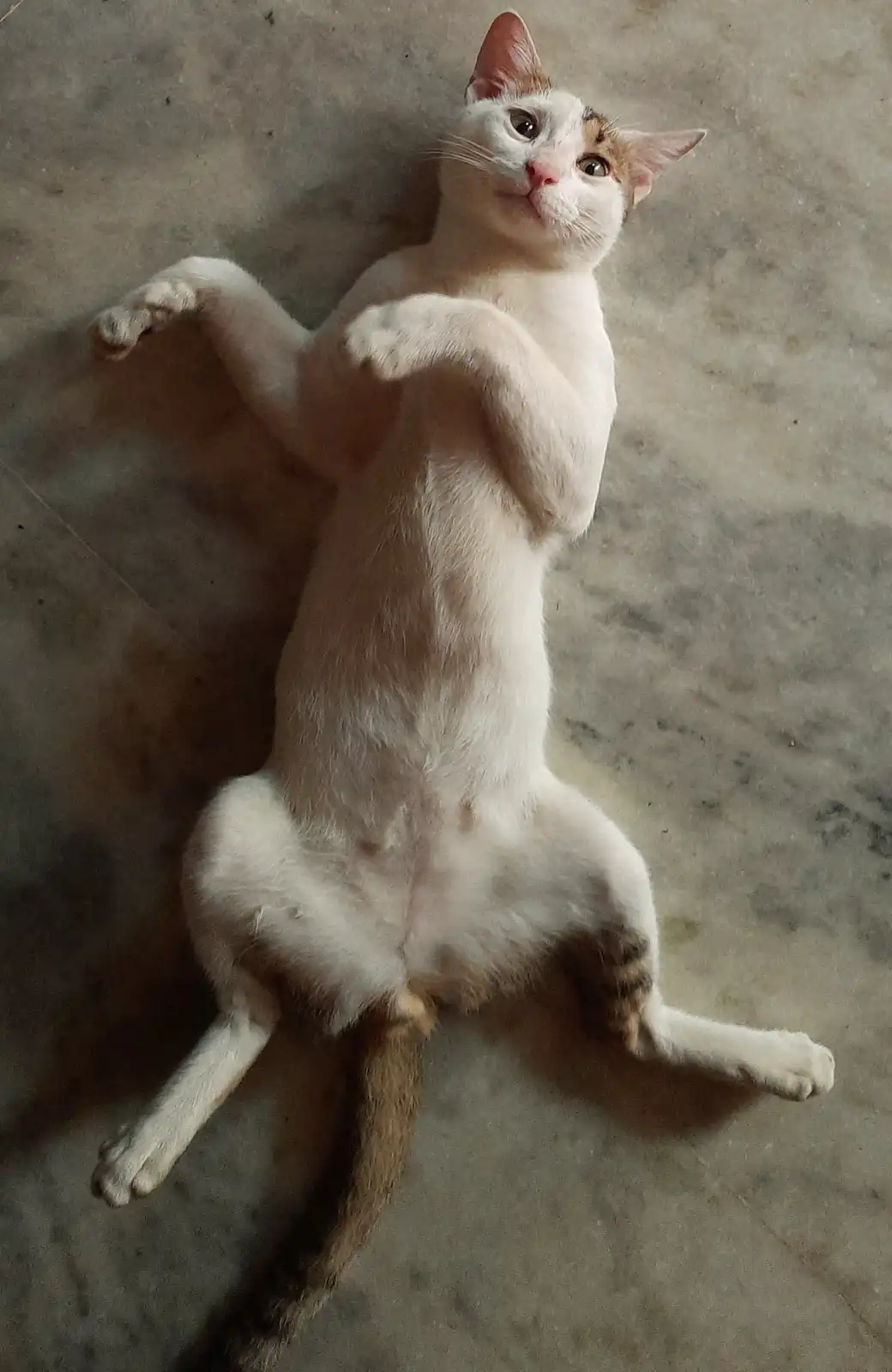 A white and orange tabby cat lies on its back on a gray tiled floor, looking up with wide eyes while holding its front paws…