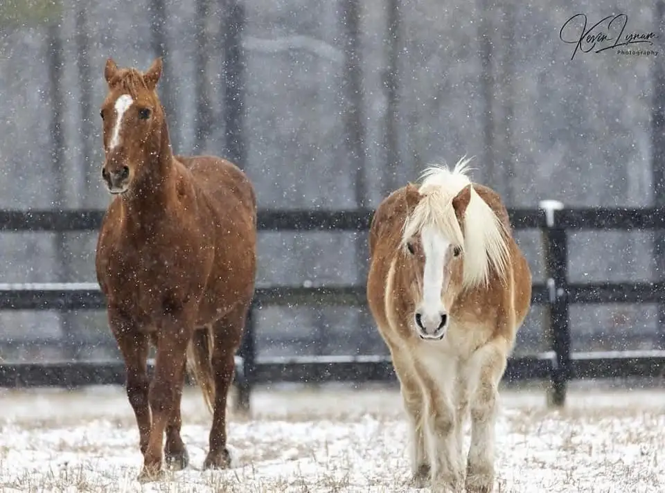 Two horses stand in a snowy field, one brown with a white blaze and the other palomino with a white mane and face. Snow…